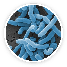 Lactobacillus paracasei culture, a ProDentim probiotic strain