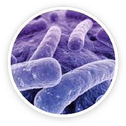 Bifidobacterium lactis BL-04 culture, a ProDentim probiotic strain
