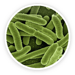 Lactobacillus reuteri culture, a ProDentim probiotic strain